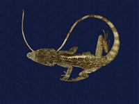 藏品(斯文豪氏攀蜥)的圖片